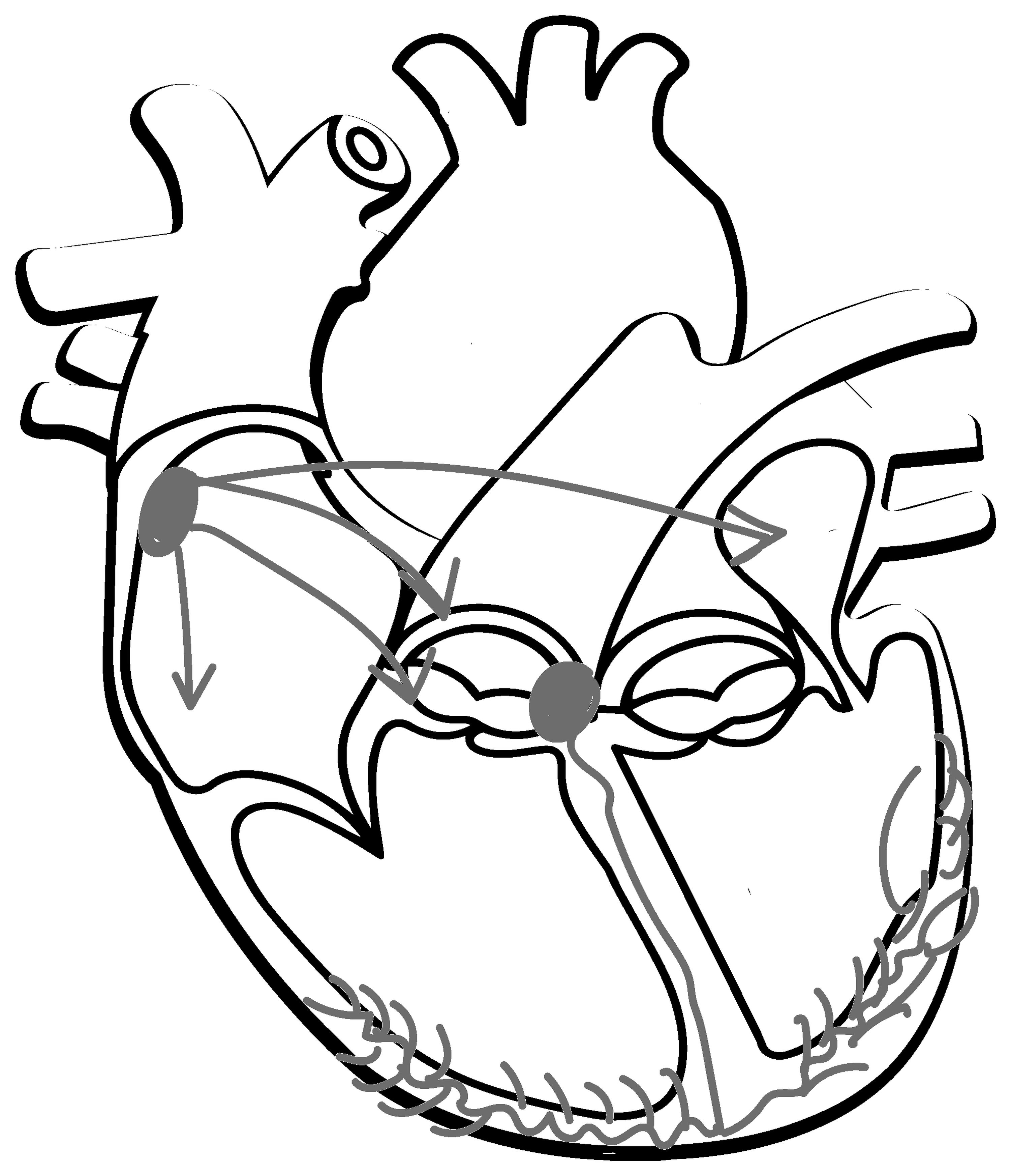 Blank colouring sheet: The Conduction System
