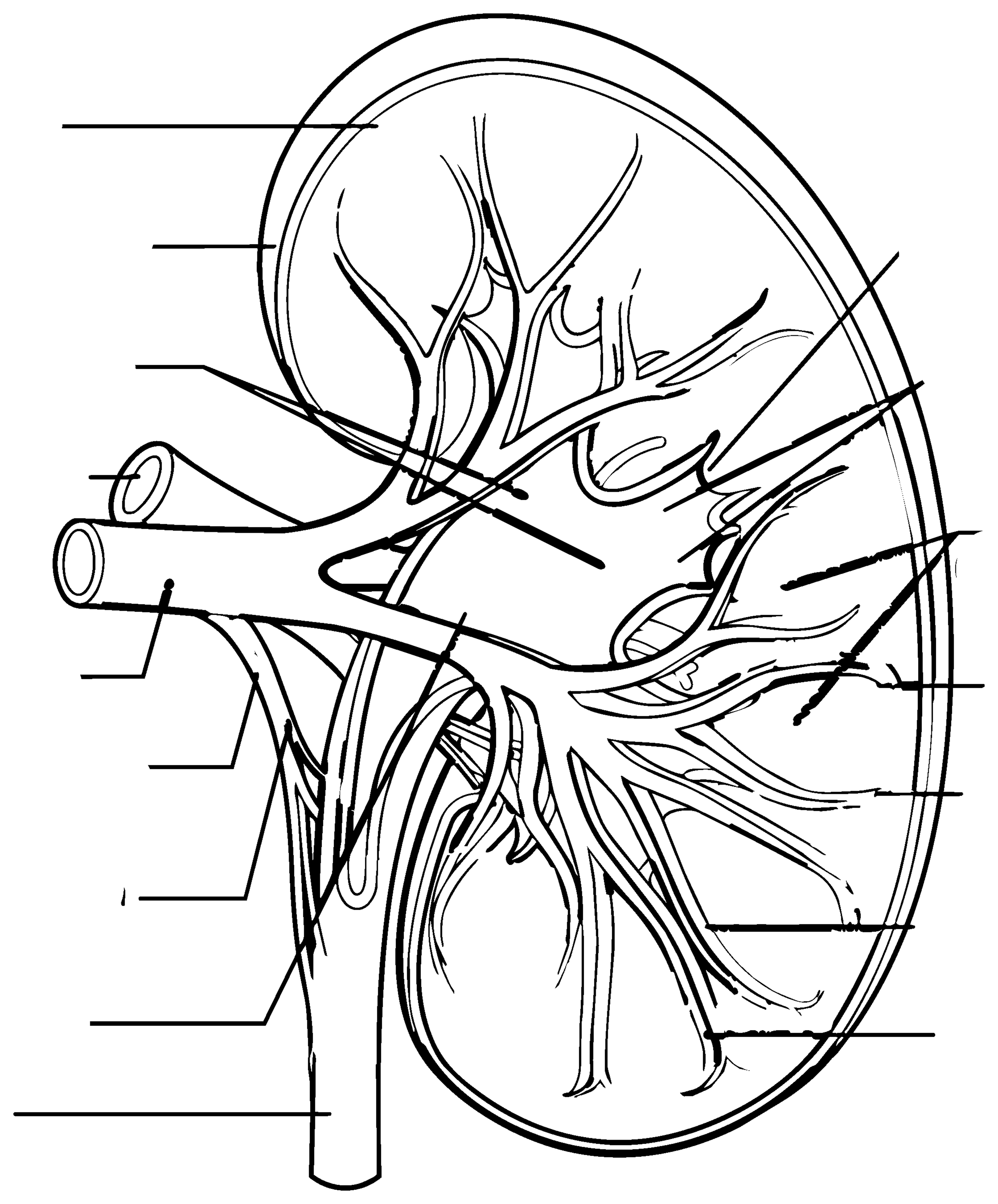 Blank colouring sheet: The Kidney